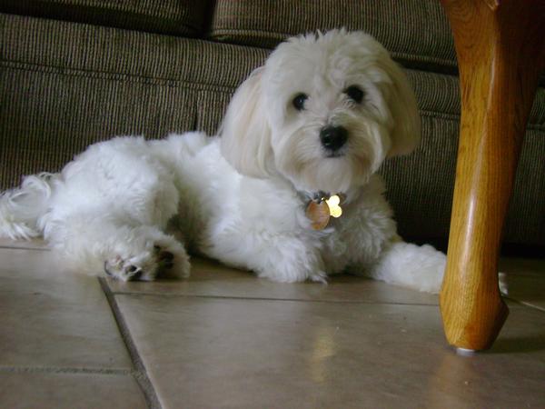 lhasa apso maltese mix puppies for sale
